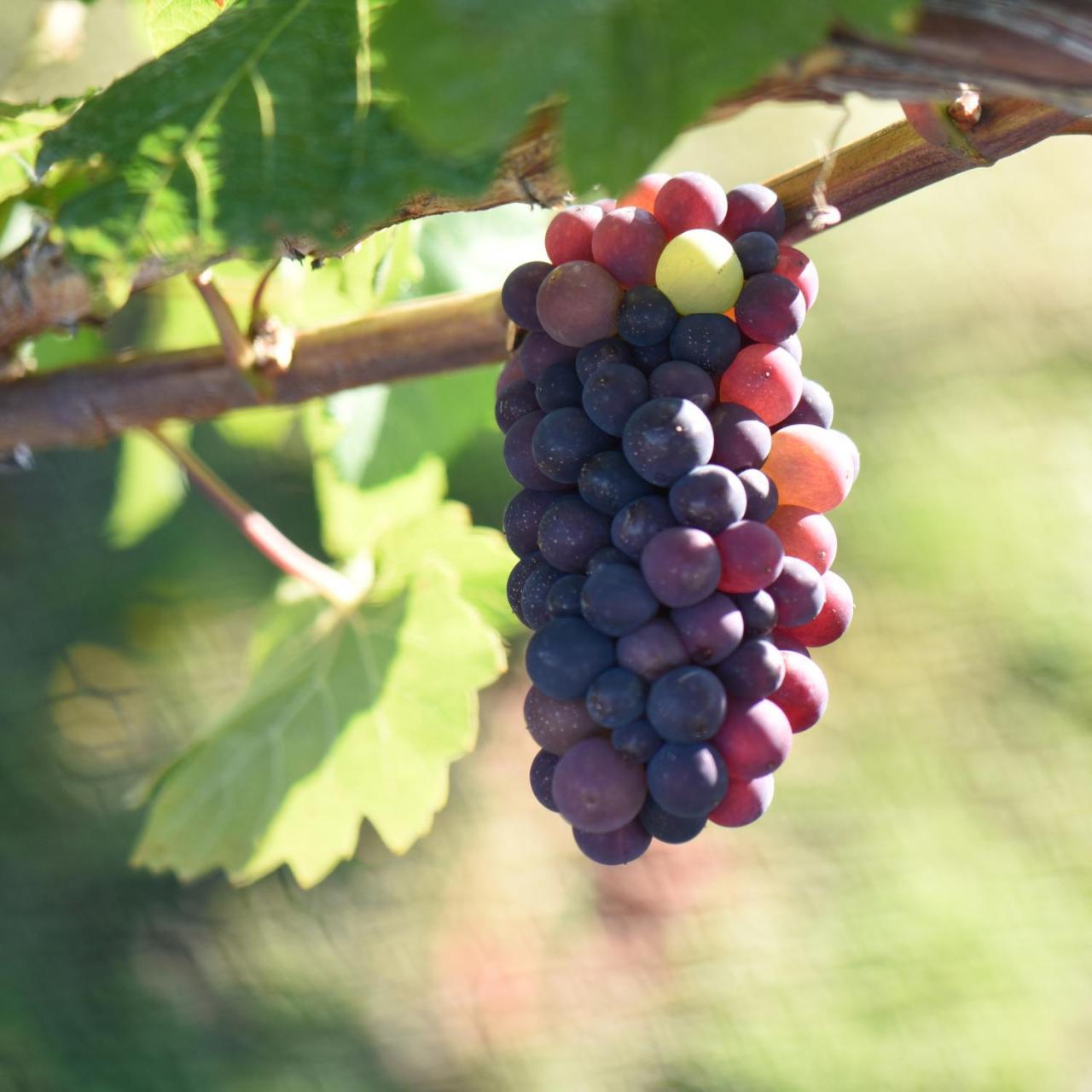 Grey Ridge Vineyard Experience Bed & Breakfast Alexandra Exterior foto