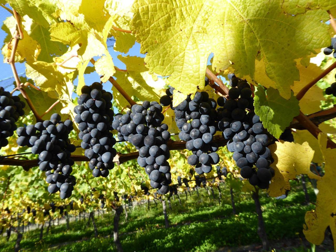 Grey Ridge Vineyard Experience Bed & Breakfast Alexandra Exterior foto